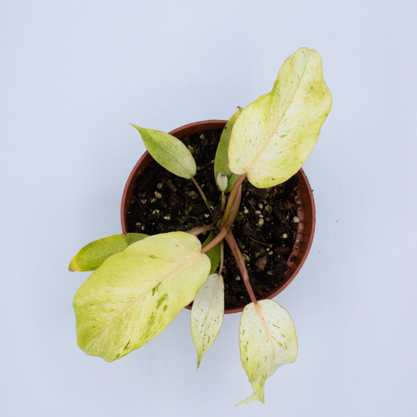 Philodendron 'Snowdrift' 10.5cm 20cm