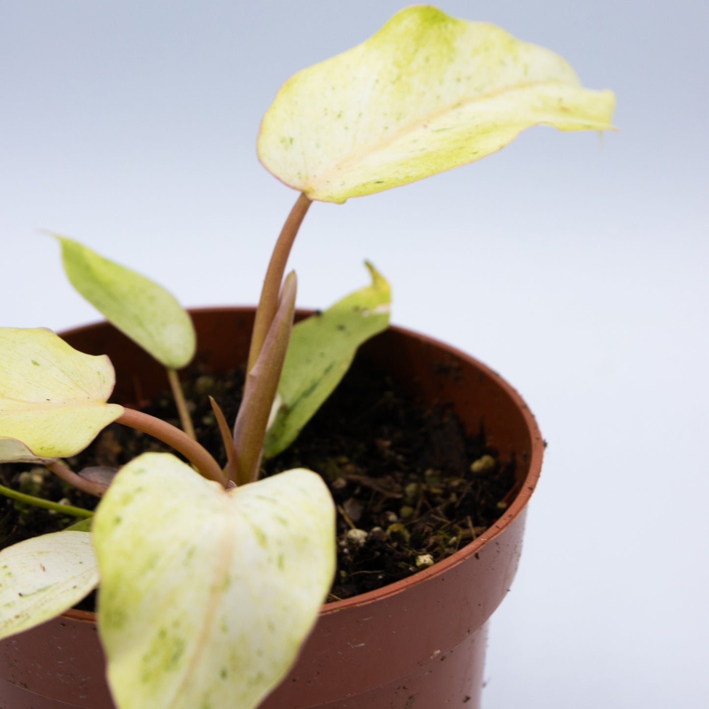 Philodendron 'Snowdrift' 10.5cm 20cm