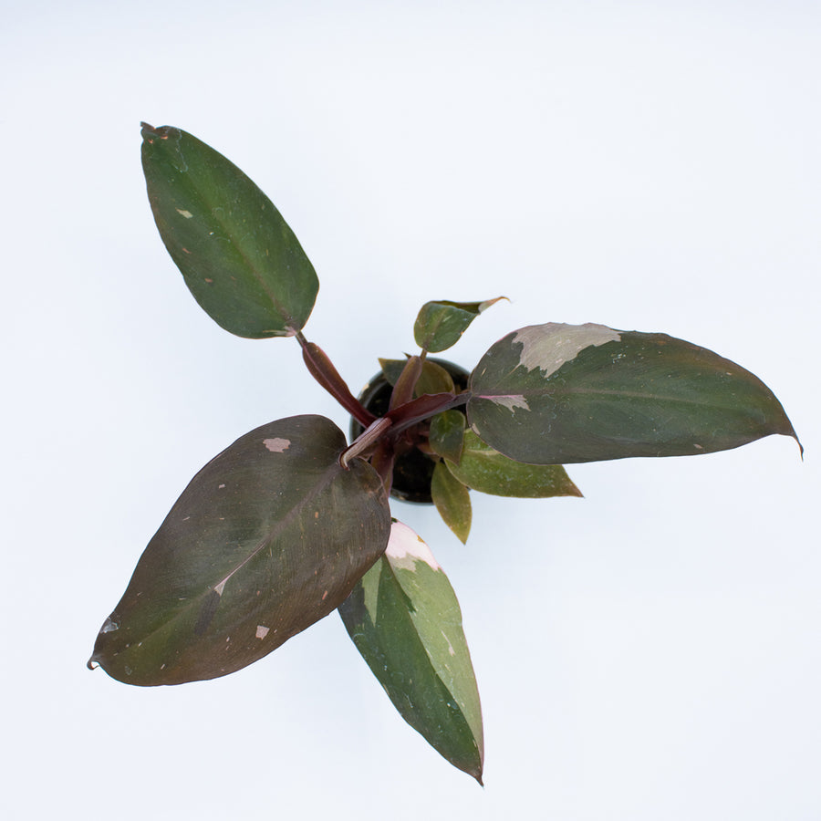 Philodendron 'Pink Princess'
