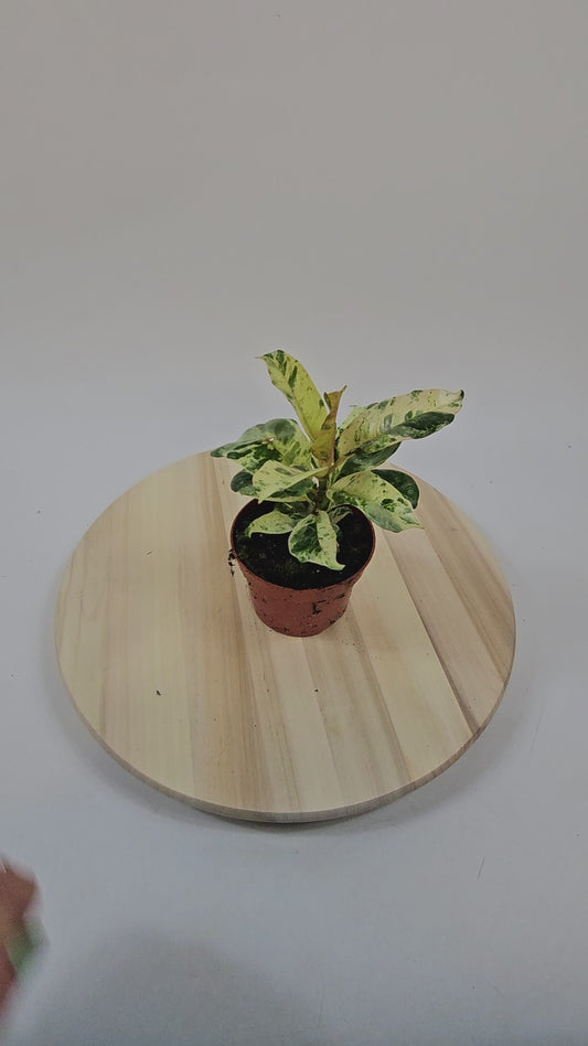 Ficus Shivereana Moonshine 9cm H20cm