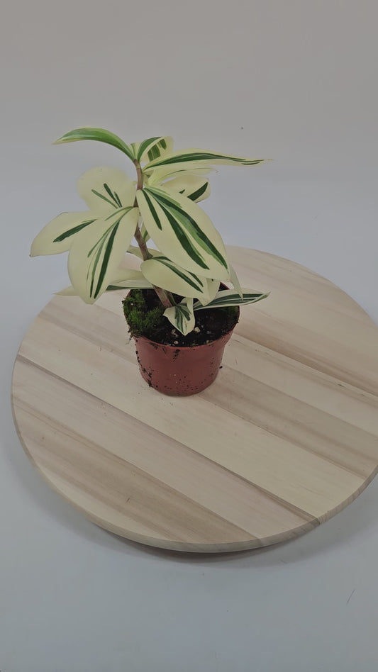 Costus Arabicus Variegata - Variegated Spiral Ginger 10.5cm H15cm