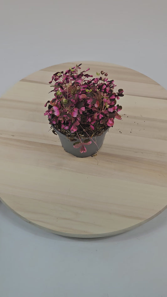 Oxalis Vulcan Pink 10cm H22cm