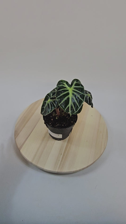 Alocasia Balloon Heart 12cm H18cm