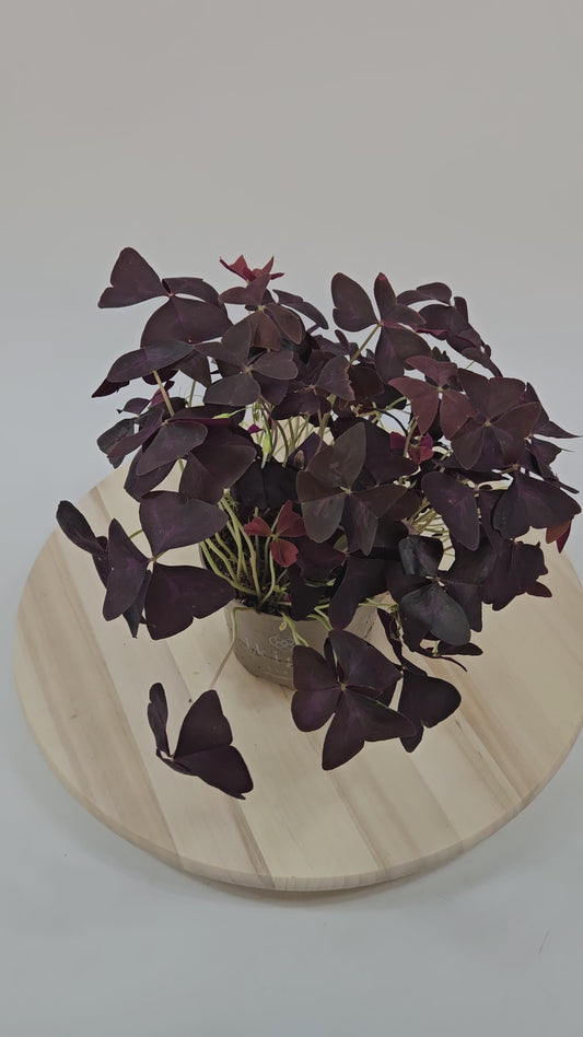 Oxalis triangularis 12cm H20cm