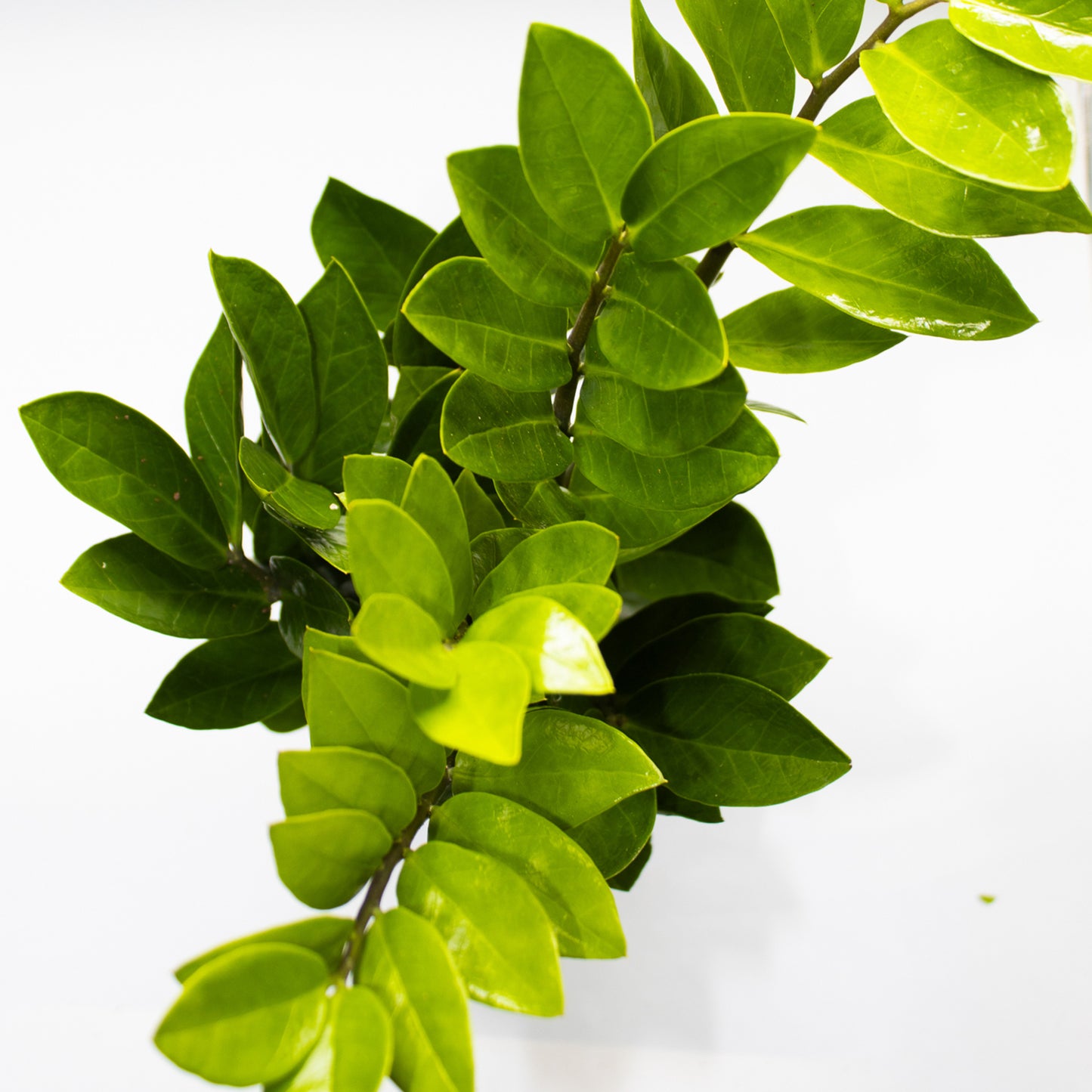 Zamioculcas zamiifolia 14cm H55cm