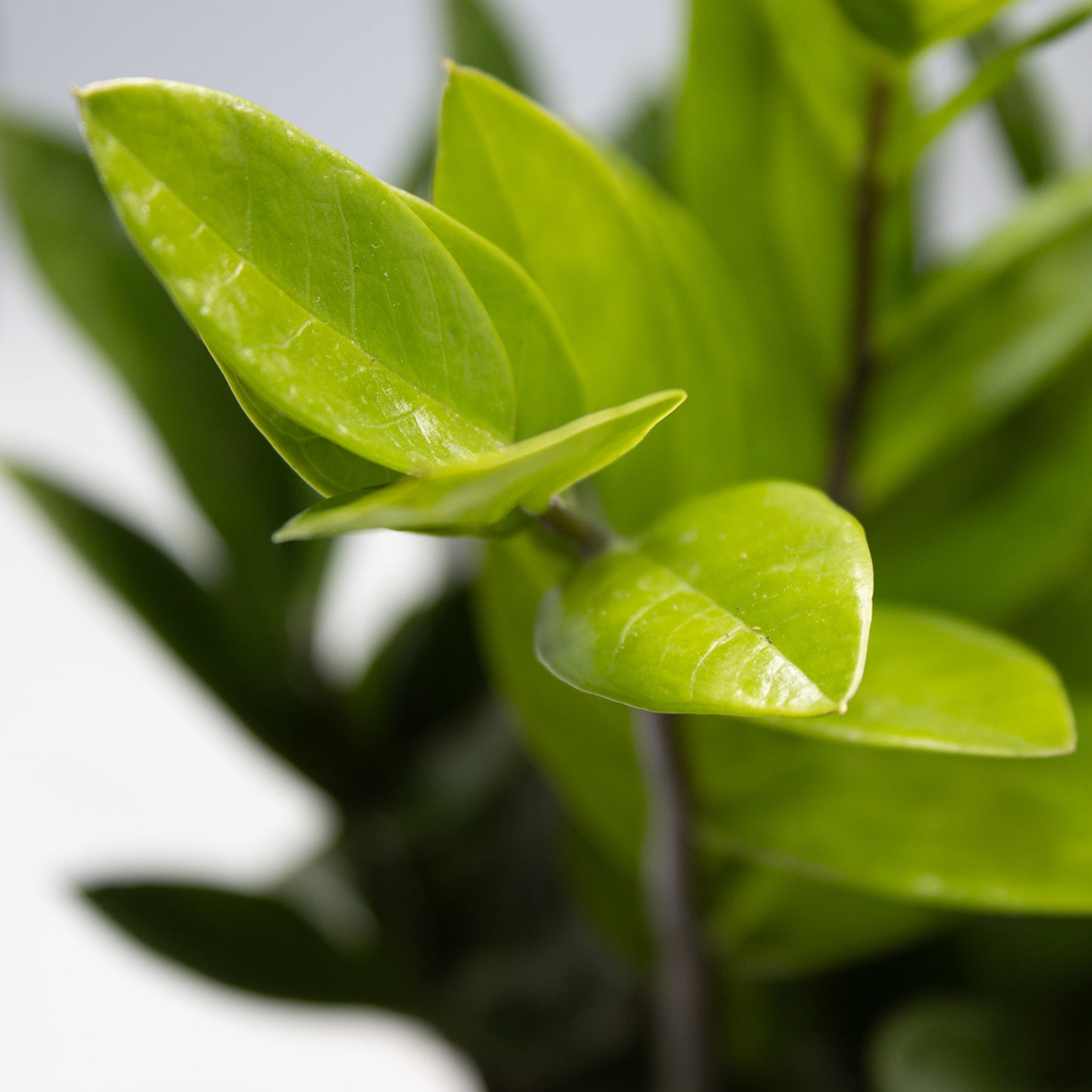 Zamioculcas zamiifolia 14cm H55cm